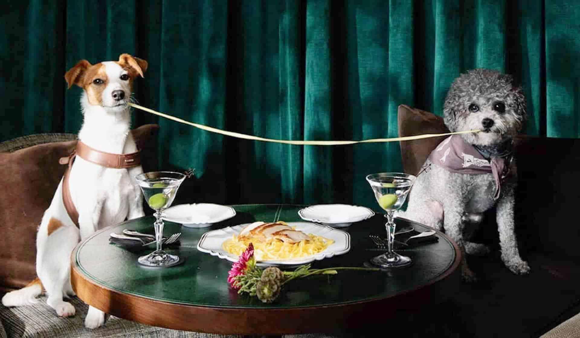 Pet Friendly Hotels